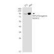 EEF2 antibody western blot 3T3 MEF STJA0035189