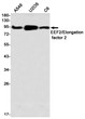 EEF2 antibody western blot A549 U2OS C6 STJA0035189