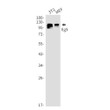 Eg5 antibody western blot 3T3 MEF STJA0035190