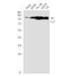 Eg5 antibody western blot HeLa A549 HL-60 U2OS C6 STJA0035190