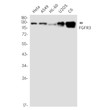 FGFR3 antibody western blot HeLa A549 HL-60 U2OS C6 STJA0035200