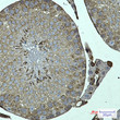 FKBP6 antibody immunohistochemistry mouse testis STJA0035202