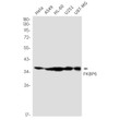 FKBP6 antibody western blot HeLa A549 HL-60 U251 U87-MG STJA0035202