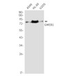 GMEB1 antibody western blot A549 HL-60 U2OS STJA0035211