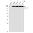 HDLBP antibody western blot HeLa A549 HL-60 U251 U87-MG STJA0035216