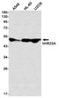 hHR23A antibody western blot A549 HL-60 U2OS STJA0035217