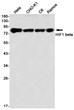 HIF1 beta antibody western blot HeLa CHO-K1 C6 Ramos STJA0035219