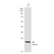 HMG4 antibody western blot 3T3 lysates STJA0035226