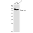 Hsp90 beta antibody western blot PC-12 Raw2647 STJA0035229