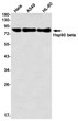 Hsp90 beta antibody western blot HeLa A549 HL-60 STJA0035229