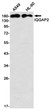 IQGAP2 antibody western blot A549 HL-60 STJA0035241