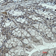 KLF4 antibody immunohistochemistry mouse colon STJA0035246