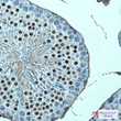 KMT4 antibody immunohistochemistry mouse testis STJA0035247