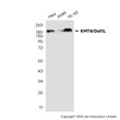 KMT4/Dot1L antibody western blot HeLa A549 HL-60 STJA0035247