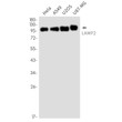 LAMP2 antibody western blot HeLa A549 U2OS U87-MG STJA0035251