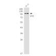 LIG1 antibody western blot PC-12 lysates STJA0035252