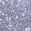 LIG1 antibody immunohistochemistry human tonsil STJA0035252