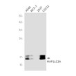LC3A antibody western blot A549 MCF-7 293T C2C12 STJA0035259