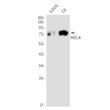 MELK antibody western blot U2OS C6 STJA0035266