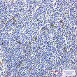MERTK antibody immunohistochemistry human tonsil STJA0035267