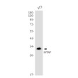 MTAP antibody western blot 3T3 lysates STJA0035278