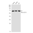 Munc181 antibody western blot HeLa A549 C6 STJA0035280