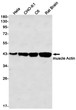 muscle Actin antibody western blot HeLa CHO-K1 C6 rat brain STJA0035281