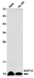 NOP10 antibody western blot HeLa HL-60 STJA0035295