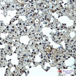 p27 Kip1 antibody immunohistochemistry mouse lung STJA0035308