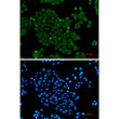 PELP1 antibody immunocytochemistry HeLa cells STJA0035317