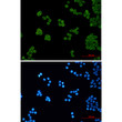 PEN2 antibody immunocytochemistry HeLa cells STJA0035318
