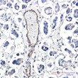 PVR antibody immunohistochemistry human cholangiocarcinoma STJA0035329