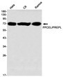PPCEL/PREPL antibody western blot HeLa C6 Ramos STJA0035330