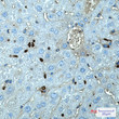 SPI1 antibody immunohistochemistry mouse liver STJA0035339