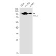 PYK2 antibody western blot A549 HL-60 U2OS STJA0035340
