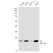 RAIDD antibody western blot HeLa A549 MCF-7 293T STJA0035346
