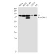 RanGAP1 antibody western blot HeLa A549 HL-60 U2OS C6 STJA0035347