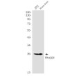 RhoGDI antibody western blot 3T3 mouse brain STJA0035351