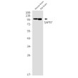 SAP97 antibody western blot mouse rat brain STJA0035356