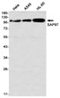 SAP97 antibody western blot HeLa A549 HL-60 STJA0035356