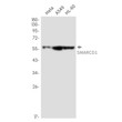 SMARCD1 antibody western blot HeLa A549 HL-60 STJA0035364