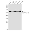 SQSTM1/p62 antibody western blot A549 HL-60 U2OS STJA0035368