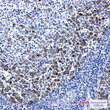 TACC3 antibody immunohistochemistry human tonsil STJA0035376