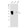 TFPI antibody western blot A549 HL-60 U2OS STJA0035382