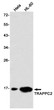 TRAPPC2 antibody western blot HeLa HL-60 STJA0035388