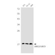 UBE2I/UBC9 antibody western blot 3T3 PC-12 MEF STJA0035394