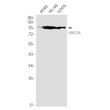 UBE3A antibody western blot A549 HL-60 U2OS STJA0035397