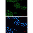 VAV2 antibody immunocytochemistry HeLa cells STJA0035402