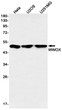 WWOX antibody western blot HeLa U2OS U251MG STJA0035405