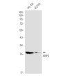 XBP1 antibody western blot HL-60 U2OS STJA0035406